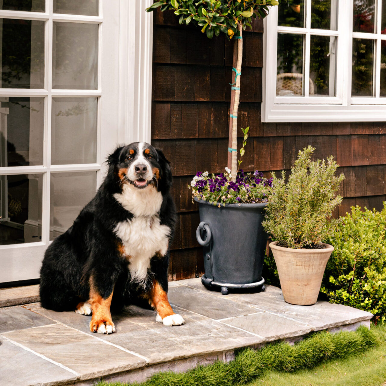 A Bernese Mountain Dog sits on a stone stoop beside potted topiary plants in front of a dark-shingled house with white-trimmed windows.