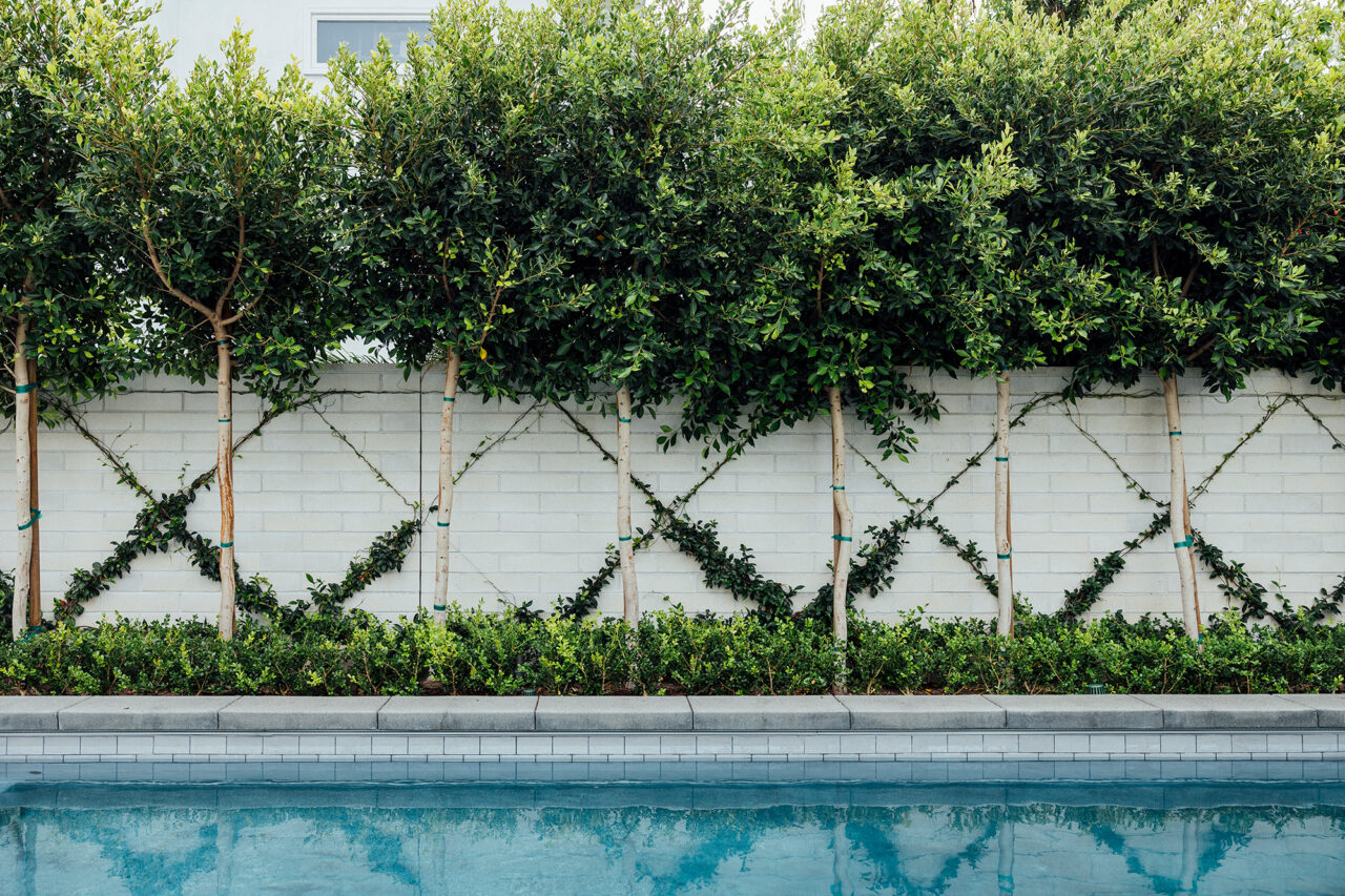 Row of espaliered trees trained in an X pattern along a white concrete block wall, bordered by a boxwood hedge above a pool's edge.