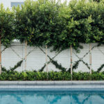Row of espaliered trees trained in an X pattern along a white concrete block wall, bordered by a boxwood hedge above a pool's edge.